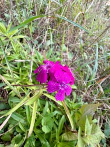 A magenta Sweet William cluster above narrow green foliage
