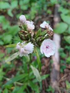 Pale pink Sweet William flowers with delicate darker markings