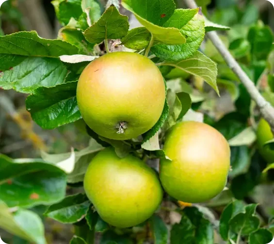 Green apples hanging among leaves on a branch