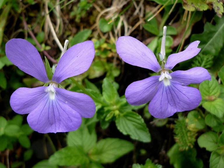 Two purple Viola cornuta flowers among green leaves