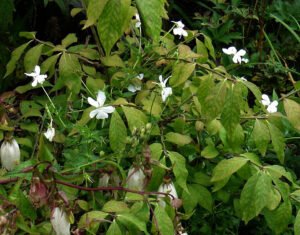 White Viola cornuta alba Pygmaea flowers among mixed garden foliage