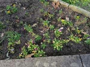 Small coloured bedding violas planted in an autumn border
