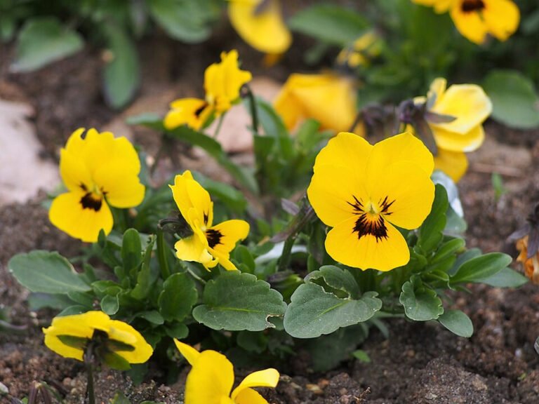 Yellow Deltini Yellow viola flowers with dark central markings