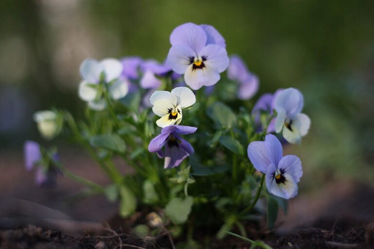 Pale lavender and white Viola cornuta flowers on slender stems