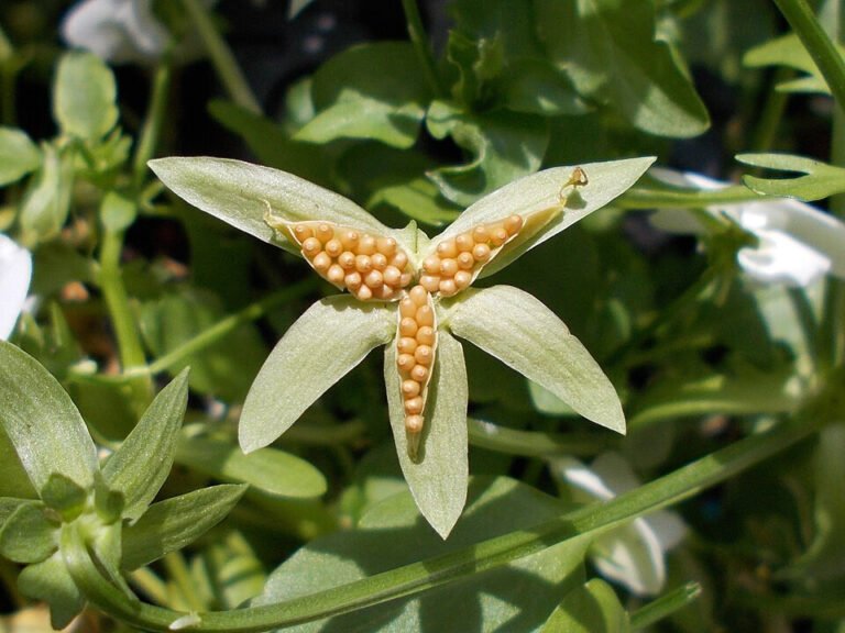 Open horned viola seed capsule containing rounded seeds