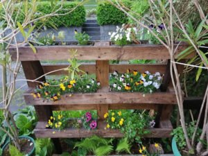 Mixed violas flowering in the shelves of a wooden pallet planter