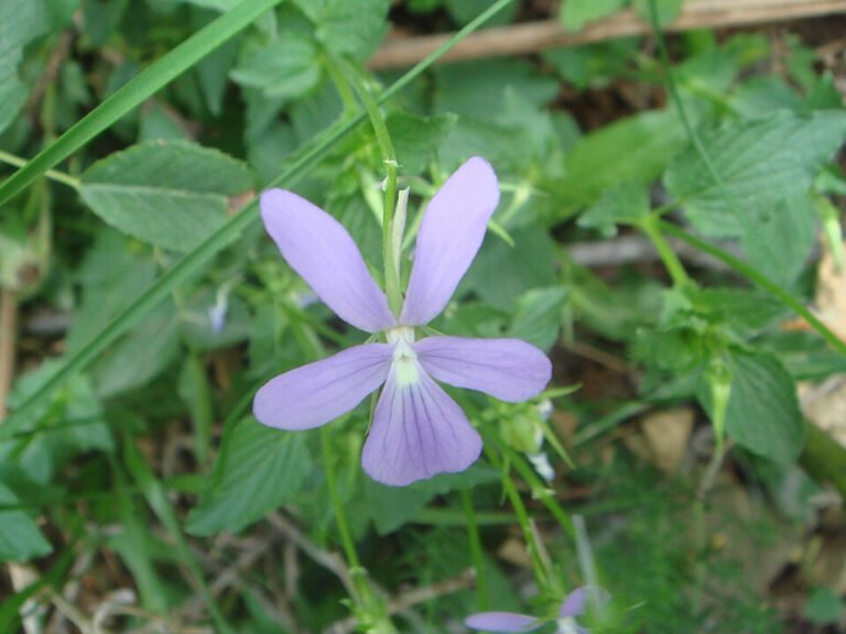 Single purple Viola cornuta flower above green foliage
