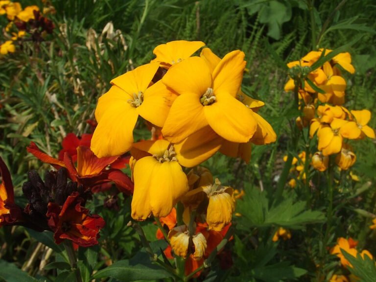 Golden yellow wallflower blooms with narrow green leaves