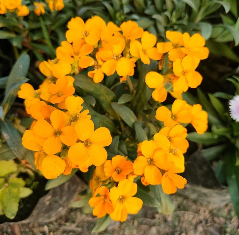 Orange wallflower flowers clustered above dark green foliage