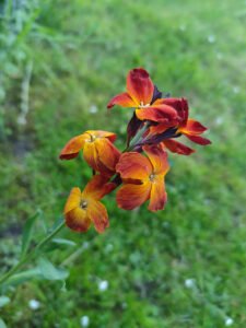 Dark red and amber wallflower flowers on a slender stem