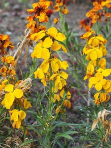 Upright yellow wallflower flower spikes growing together