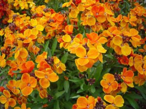Orange Bedder wallflowers forming a dense orange and yellow display
