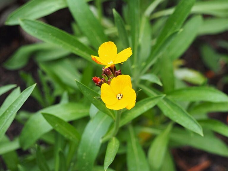 Yellow Erysimum cheiri flowers among narrow pointed leaves
