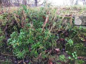 Wallflower stems and narrow leaves growing from old stone masonry