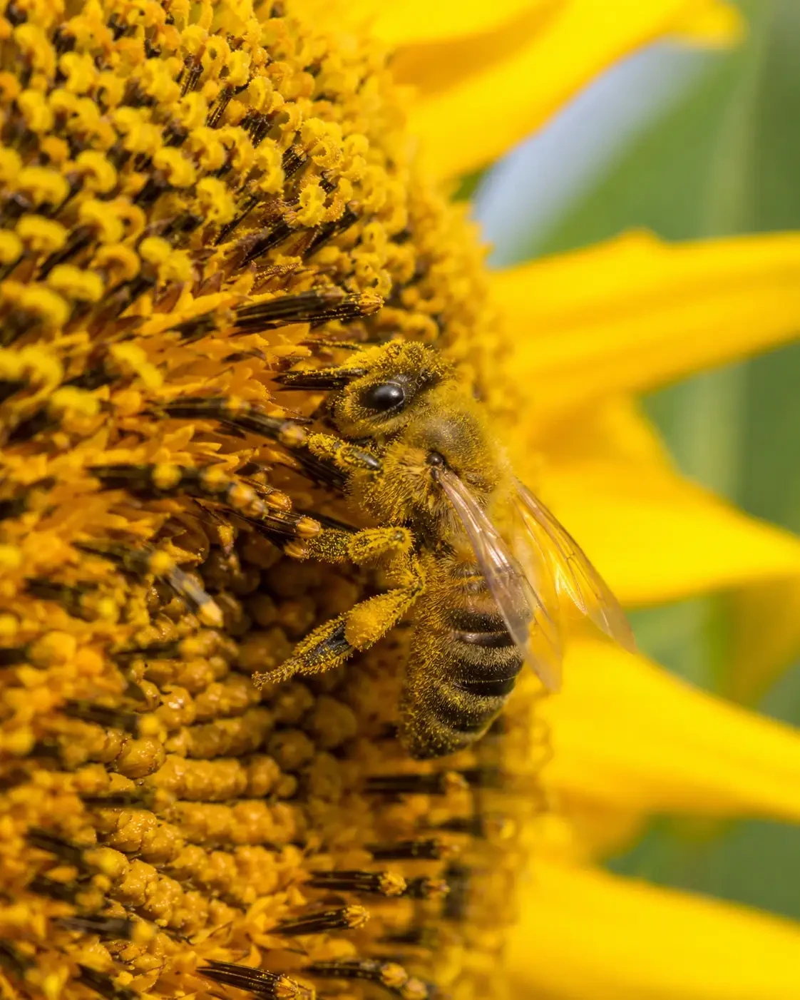 A honeybee gathering pollen from a sunflower