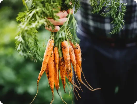 Hand holding a bunch of freshly harvested carrots