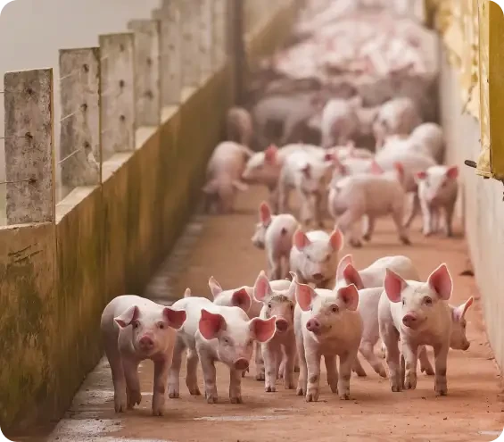 A group of piglets walking along a fenced farm passage