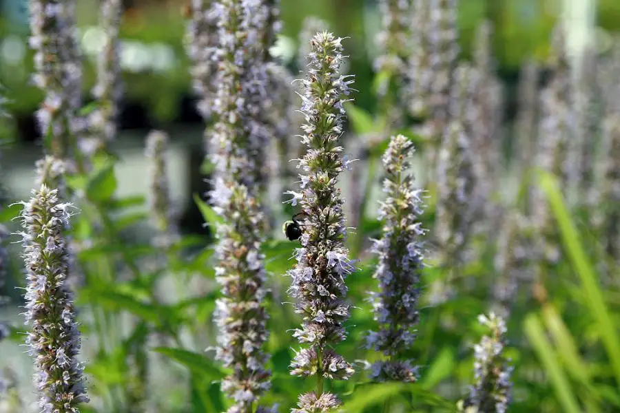 Agastache ‘Blue Fortune’ in flower at Behnke Nurseries