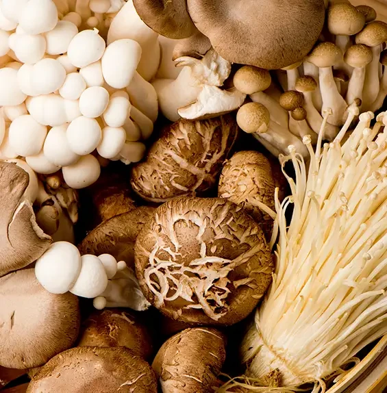 Close view of assorted mushrooms with different caps and stems
