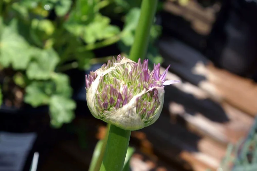 Allium ‘Globemaster’ at Behnke Nurseries