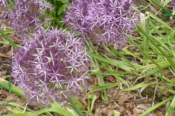 Allium cristophii growing at Cambridge University Botanic Garden