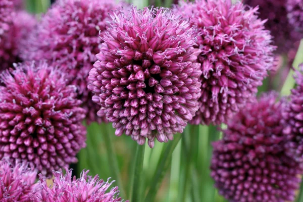 Drumstick allium at Tatton Park Flower Show