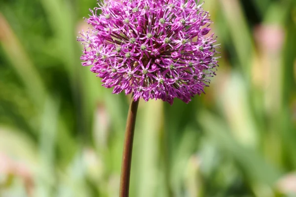 Allium hollandicum ‘Purple Sensation’ in Wrocław botanical garden
