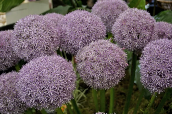 Allium ‘Globemaster’ displayed at Tatton Park Flower Show