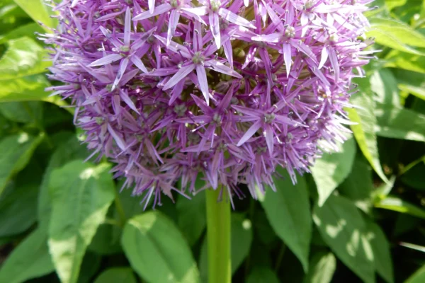Ornamental allium ‘Purple Sensation’ at Longwood Gardens