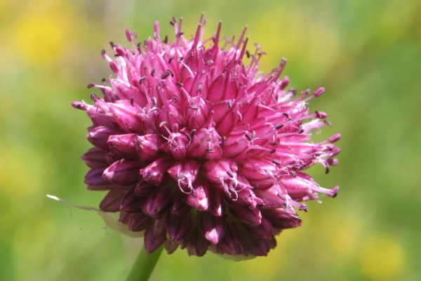 Allium sphaerocephalon photographed in Switzerland