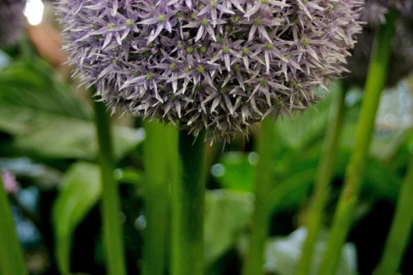 Allium ‘Globemaster’ photographed at Tatton Park Flower Show in 2009