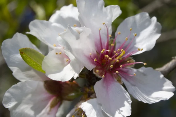 White almond blossom with a dark pink centre