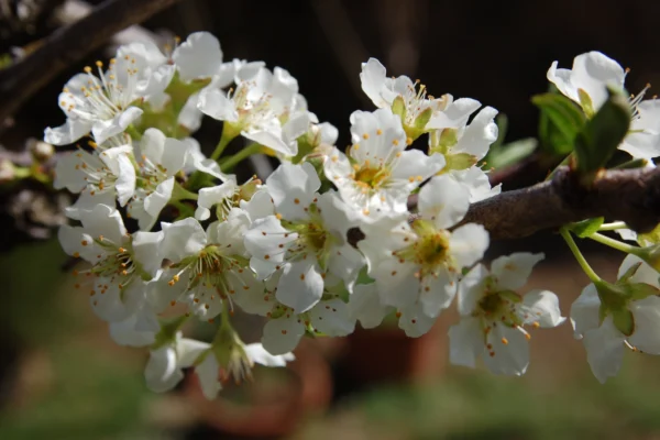 White blossoms on an almond branch