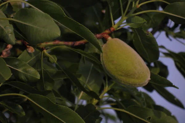 Unripe green almond fruit among leaves