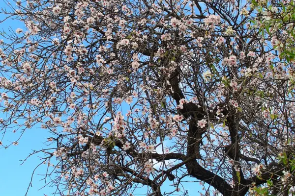 Almond tree in blossom against a blue sky