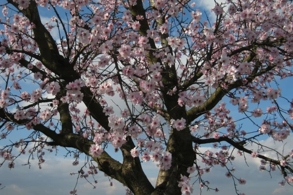 Blossoming almond tree in Germany’s Middle Rhine area