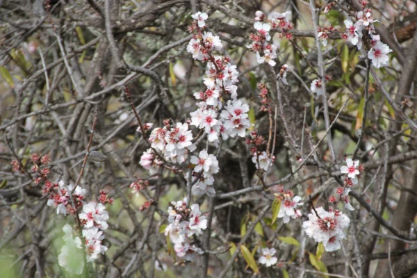 An almond tree near Chio in western Tenerife