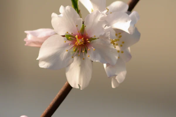 Almond flower photographed by Jörg Hempel