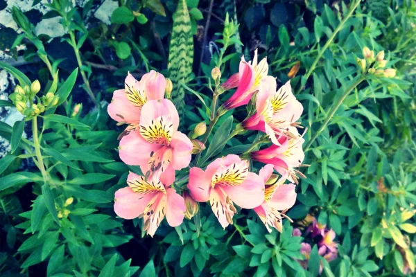 Alstroemeria flowers showing their petal markings