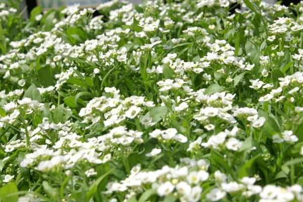 Lobularia maritima Snow Crystals with white flowers