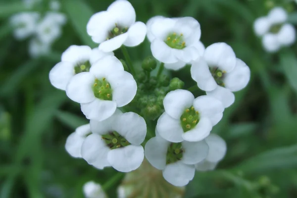 Lobularia Snow Princess at the New York Botanical Garden