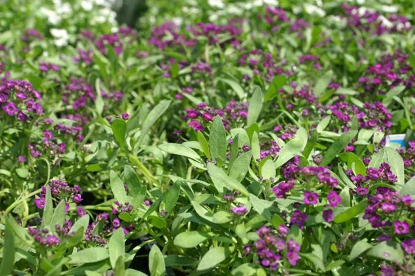 Violet flowers of Lobularia maritima Easter Bonnet Violet