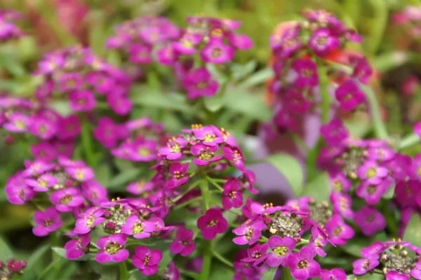 Rose coloured flowers of Lobularia maritima Easter Bonnet Deep Rose