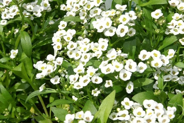 White flowering Lobularia maritima Snow Crystals