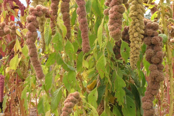 Amaranthus caudatus, the species grown as kiwicha