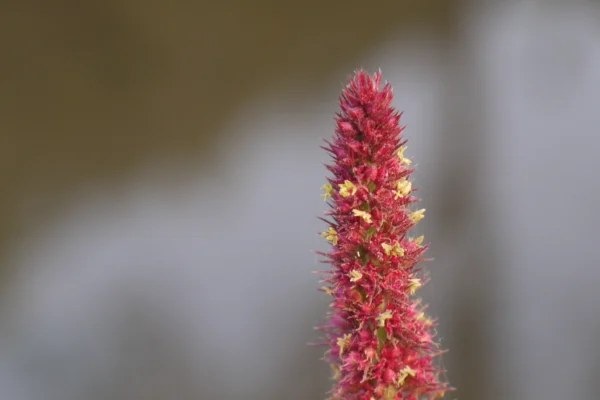 Amaranthus cruentus photographed by Dinesh Valke