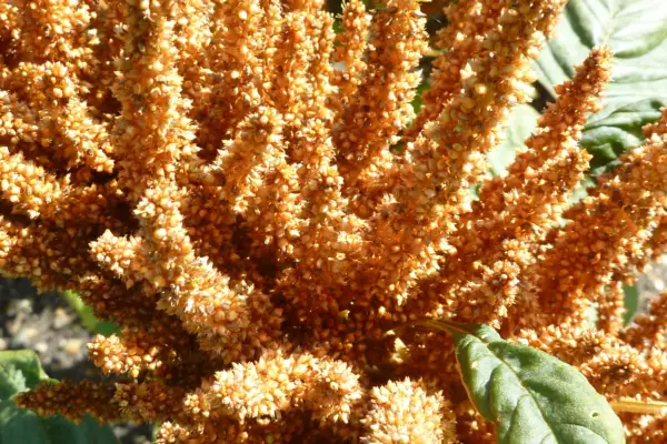 Amaranthus hypochondriacus flowers at Cambridge University Botanic Garden