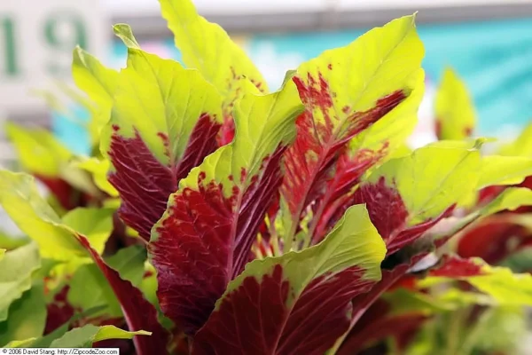 Coloured foliage of Amaranthus tricolor