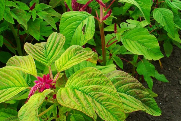 Amaranthus caudatus growing at the KIT Botanical Garden in Karlsruhe