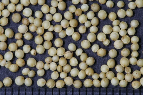 Small seeds of Amaranthus cruentus
